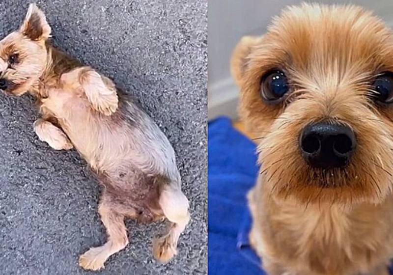 Quando viu a jovem passando, a cachorrinha sabia que poderia aplicar seu próximo "golpe". e deu certo! hahaha! - Foto: Reprodução/TikTok @darlenefreitas