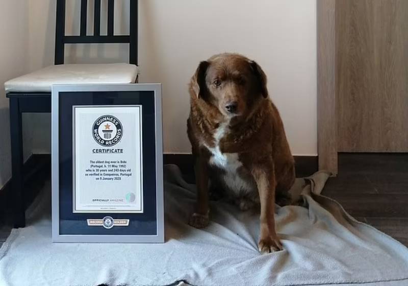 Sendo considerado o cão mais velho do mundo pelo Guinness Book, Bobi agora comemora seus 31 anos de idade e a família revela o segredo da longevidade - Foto: Reprodução/Redes sociais