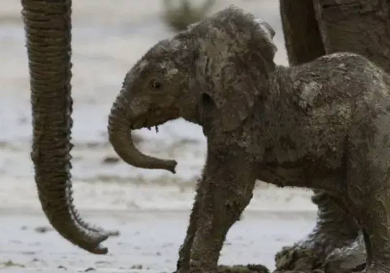 A bebê elefante aprende desde novinha como se proteger do sol forte da África: passando lama no corpo - Foto: Reprodução/National Geographic