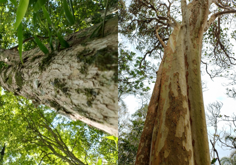 As duas novas espécies de árvores descobertas no Parque Estadual da Serra da Tiririca, no Rio, têm frutos comestíveis e são bem altas! Foto: Reprodução/Inea