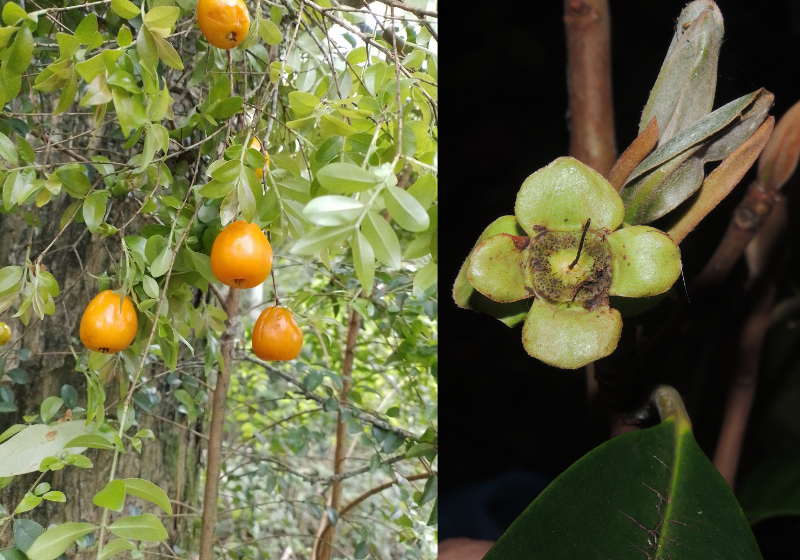 Além de frutos comestíveis, as duas novas espécies também produzem flores ornamentais. Foto: Reprodução/Inea.