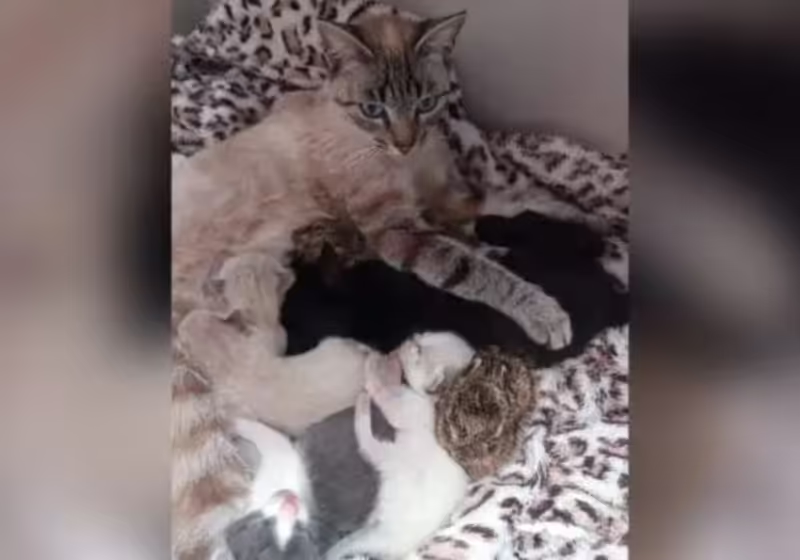 Dia das mães no mundo animal: essa gatinha adotou 3 filhotinhos de lebre que foram abandonados. Foto: Reprodução/ redes sociais