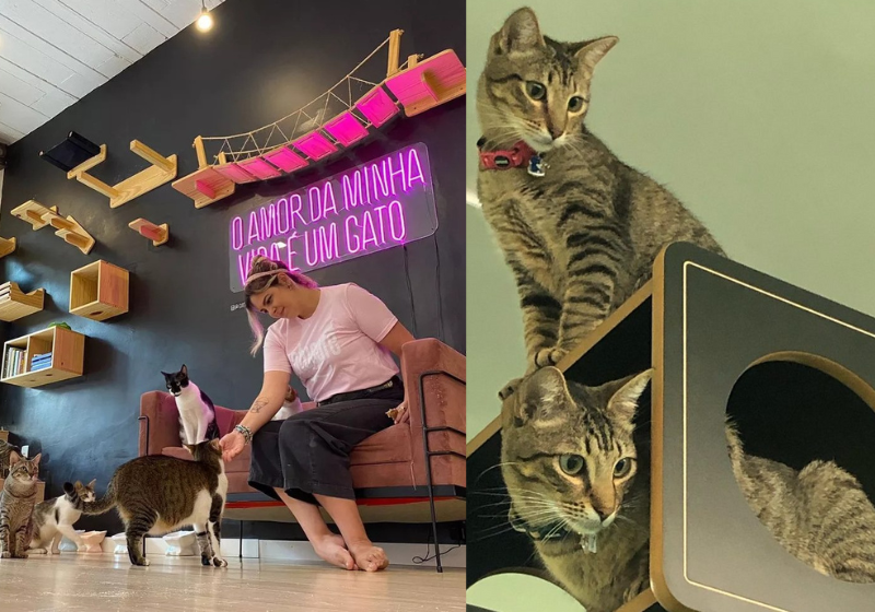 O primeiro cat café da liberdade 😻🧋 Ep.11 @angrycatcoffeeshop 📍R.