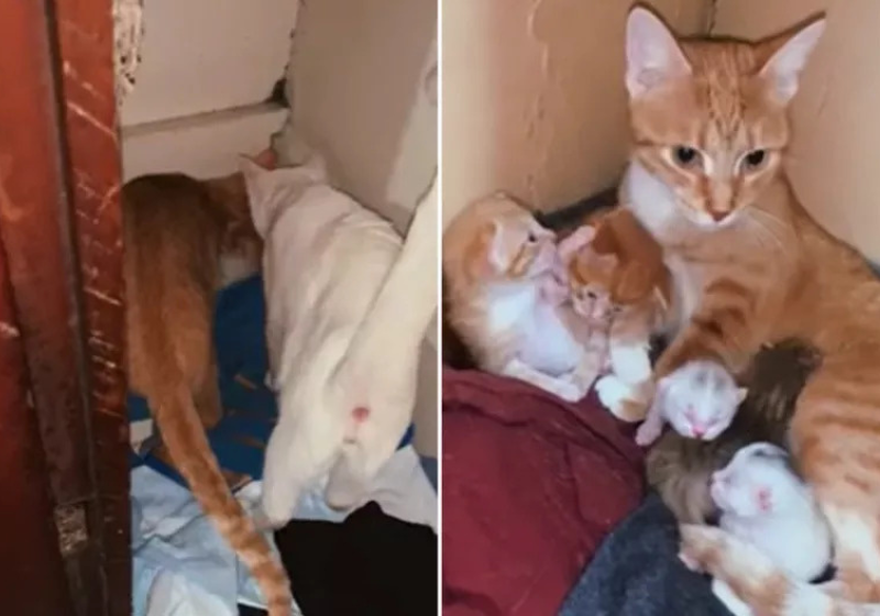 As gatinhas se revezavam para cuidar das duas ninhadas e deixar os filhotes em segurança. É muito trabalho! Foto: Reprodução/ TikTok