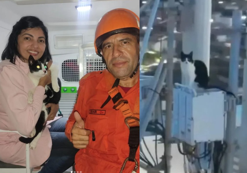 Usando mosquetões e cordas, os bombeiros resgataram o gatinho que estava apavorado, no alto de uma torre. Não faça mais isso menino! Foto: Reprodução/@bombeirosmaracanau/TikTok.