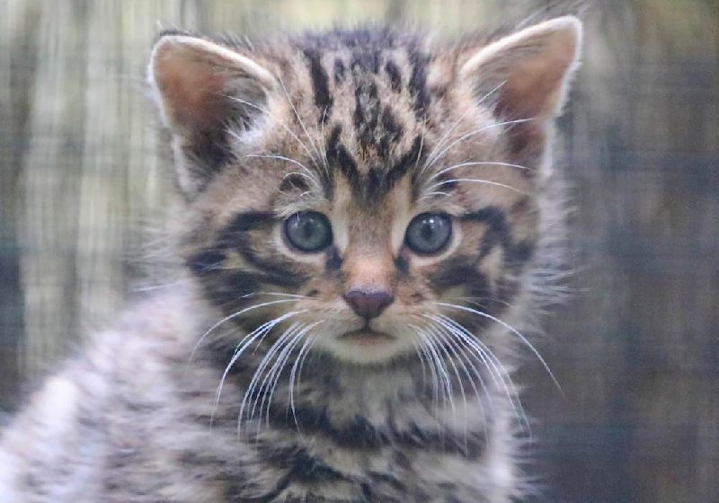 A descoberta dos gatinhos selvagens em extinção foi feita por trilheiros que estavam no Parque Nacional de Cairngorms, na Escócia - Foto: Highland Wildlife Park / SWNS