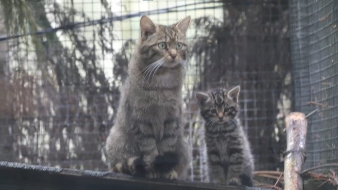 A mãe e os gatinhos selvagens em extinção passam bem - Foto: Highland Wildlife Park / SWNS