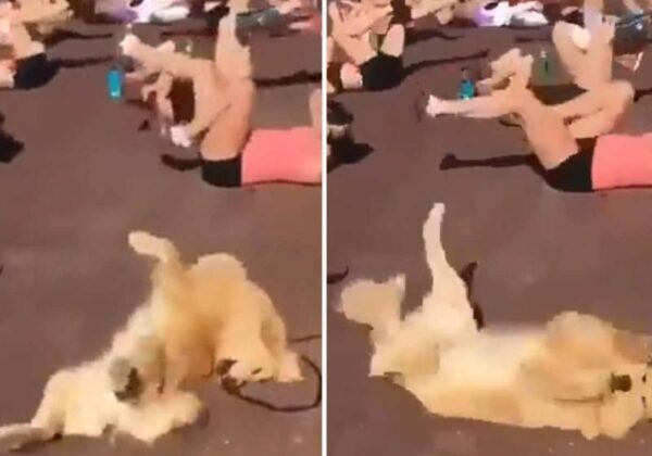 Será que esse Auau conseguiu bater a meta do dia? Hahaha! - Foto: Reprodução/Twitter