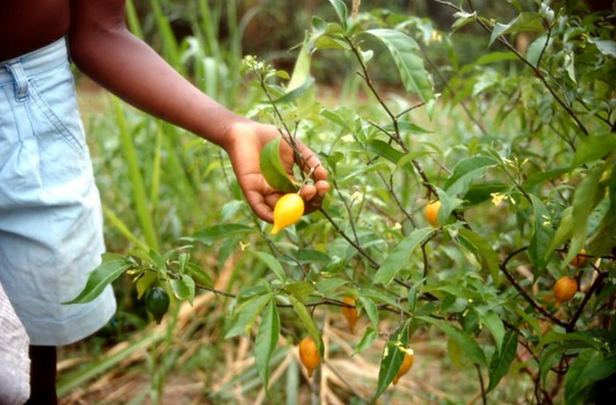 A ibogaína é uma planta milenar, usada há muito tempo em rituais xamanicos. Foto: Reprodução/Giorgio Samorini.