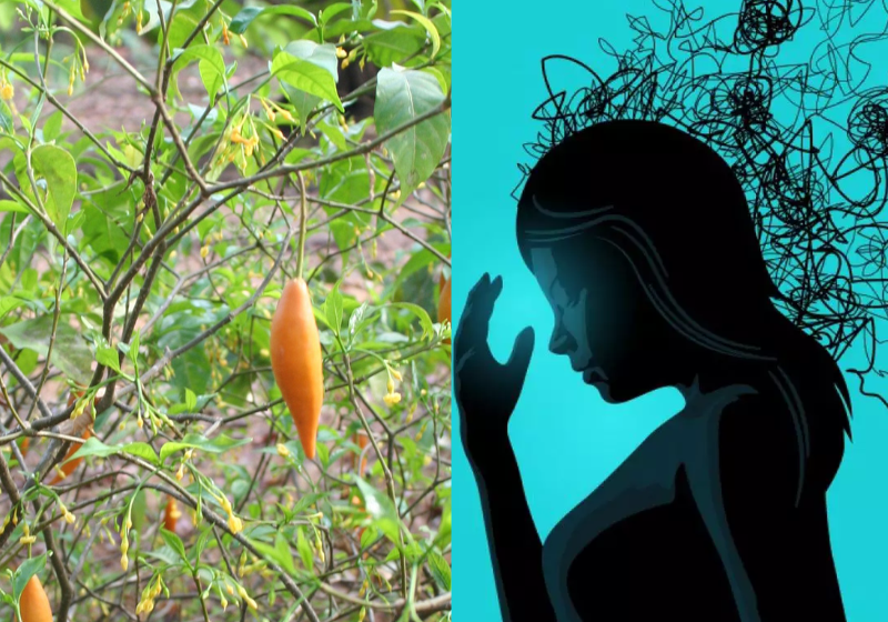 Os dois remédios desenvolvidos com princípios da planta africana psicodélica, apresentaram resultados positivos no tratamento contra dependência e depressão.