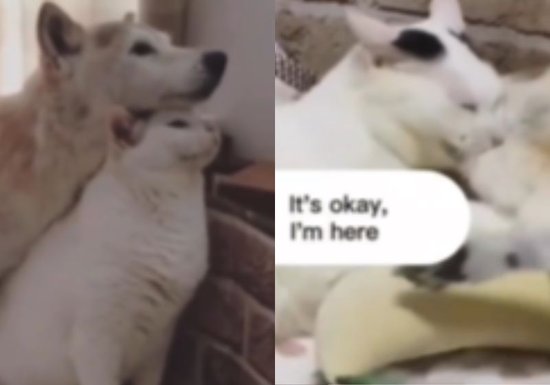 Como uma verdadeira mãe, o gatinho cuidou do cãozinho com demência com todo o amor para que ele pudesse viver bem! - Foto: Montagem SNB