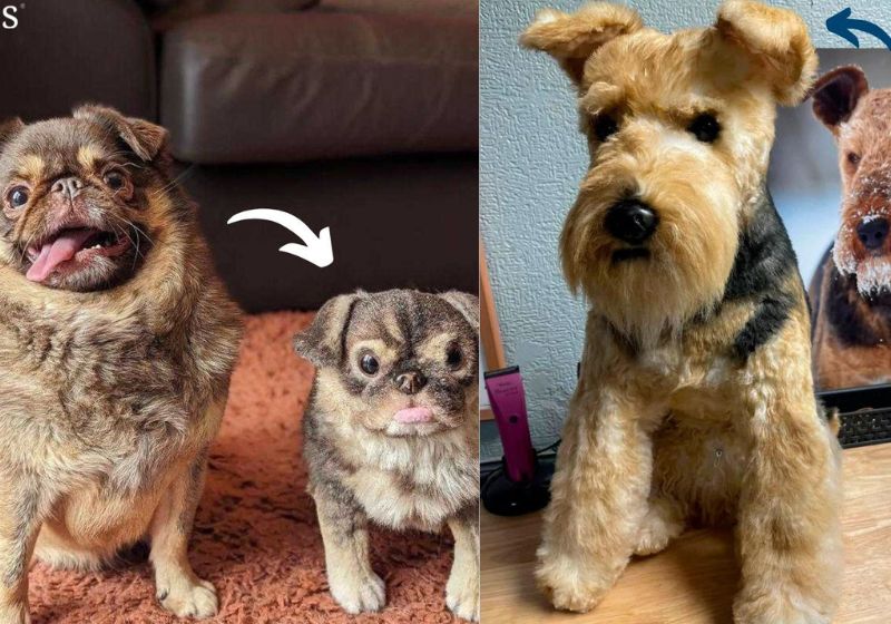 A empresa resolveu atender o pedido dos tutores tristes e fez bichinhos de pelúcia realistas, bem parecidos com os pets que se foram. - Foto: Divulgação/Petsies