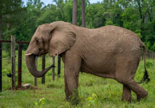 Curiosa, Mundi agora tem um grande terreno para interagir com os outros da sua espécie e viver feliz! - Foto: Kate Bryden/Proteção Animal Mundial