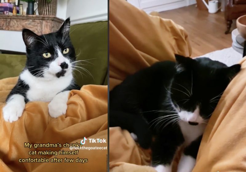 A neta viajou 700 km para resgatar o gatinho da avó e agora Feliz tem um novo lar! - Fotos: reprodução / TikTok