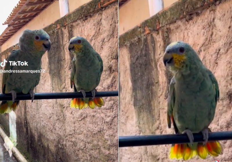 A cantoria do papagaio imitando Joelma está fazendo sucesso na internet! O vídeo bateu 5,8 milhões no TikTok. - Fotos: reprodução / Tiktok