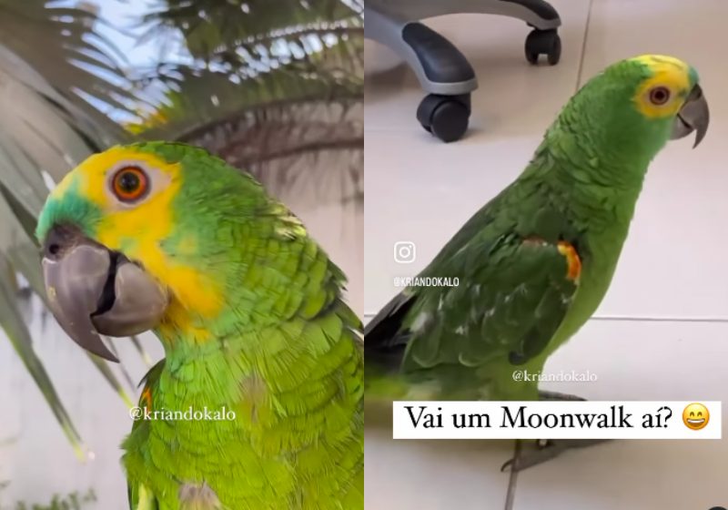 Frederico, o papagaio travesso, fala o que quer e até dança Michael Jackson - Fotos: reprodução / Instagram
