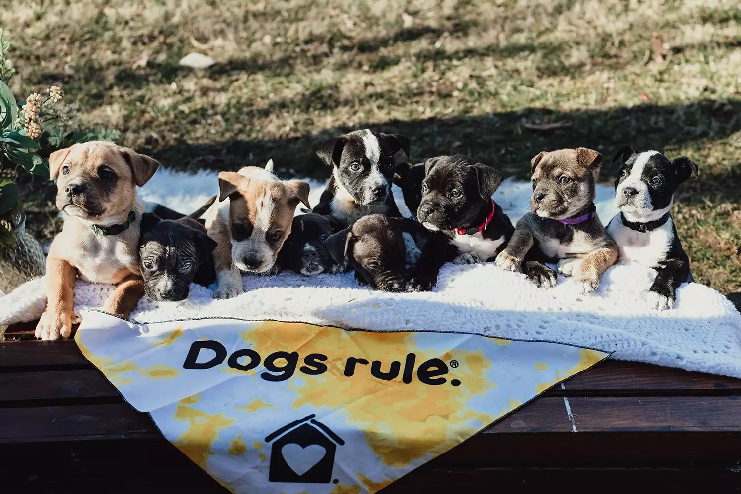 Agora a família linda vai para adoção - Foto: LAUREN GREY AT WILD FYRE CO.