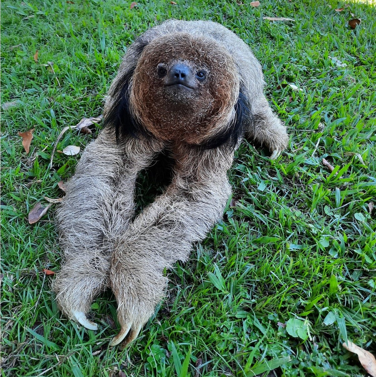 Esse bichinho fofo pode te enganar, ele tem garras poderosíssimas, muito cuidado! Foto: Reprodução/ Andreia Martins (AMLD).