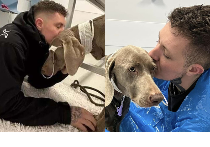 O tutor de Rambo dormia no carro, do lado de fora da clínica, para não deixar a cachorrinha sofrer sozinha. A vaquinha arrecadou mais que a meta e ela agora está em casa - Foto: Reprodução/Jaxon Feeley/Facebook.