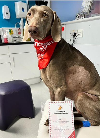 No dia que a cachorrinha Rambo teve alta, Jaxry fez questão de agradecer todo mundo que ajudou e torceu pela cachorrinha. Linda demais! Foto: Reprodução/@jaxryderfeeley/Instagram.