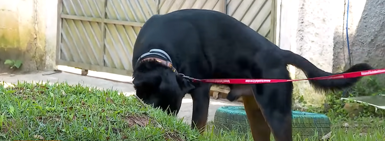 No abrigo, Rock tem se mostrado um cãozinho tranquilo e dócil. Foto: Reprodução/TVRecord.