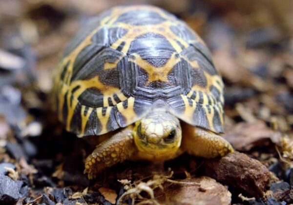 Várias espécies precisam de custeio especial para a manutenção da vida livre e selvagem. - Foto: Reprodução/Saving Species Challenge