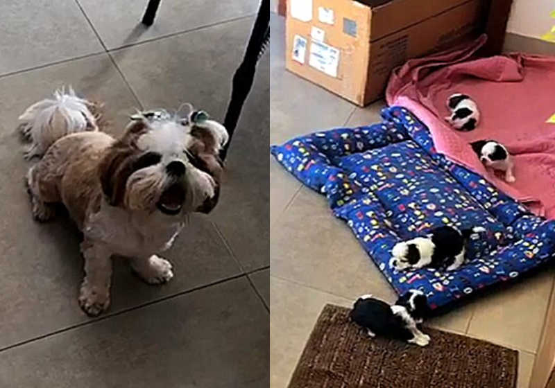 Shih-Tzu reclama com sua dona quando esta pede para que ela cuide dos filhotes. No entanto, no final, ela aceita a responsabilidade da maternidade e decide cuidar dos filhotes. - Foto: Arquivo Pessoal/Tania Trombetta