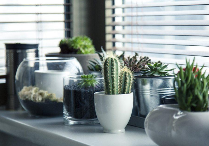 Algumas plantas ajudam a melhorar o astral da nossa casa. Veja quais são! - Foto: Pixabay