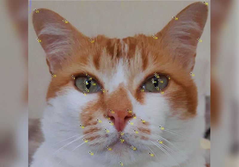 O aplicativo, que identifica dor em pets e animais de grande, é brasileiro e já está disponível - Foto: reprodução / Jornal Unesp