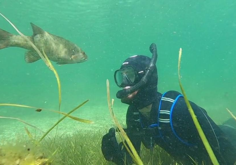 Depois de um simples mergulhos, o homem se torna amigo do peixe no lago que ele costumava mergulhar todo verão. Essa amizade é incrível! Foto: Reprodução/Rex Colubra.