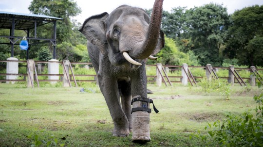 Depois de perder sua perna com um ano de idade, o elefante ganhou uma vida nova! Foto: Reprodução/ Cam Whitnall.