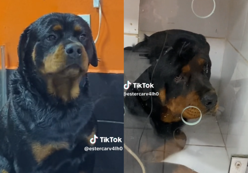 O banho desse rottweiler gigante se tornou uma novela, daquelas mais dramáticas da Globo. Foto: Reprodução/@estercarv4lh0/Tik Tok.