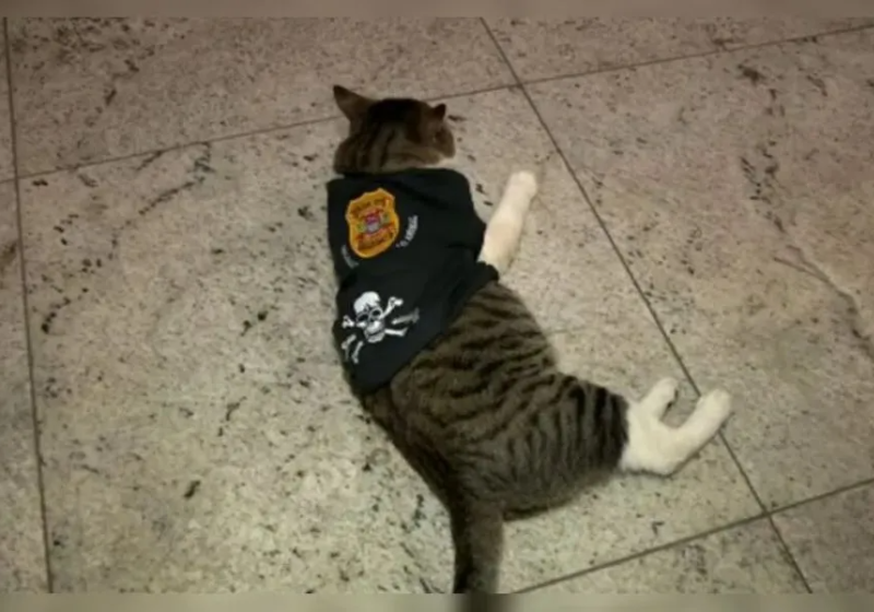 O gatinho, que vivia nas ruas e foi adotado por policiais da delegacia, ganhou comida, um lugar para morar e virou "delegato". - Foto: Reprodução/Twitter.