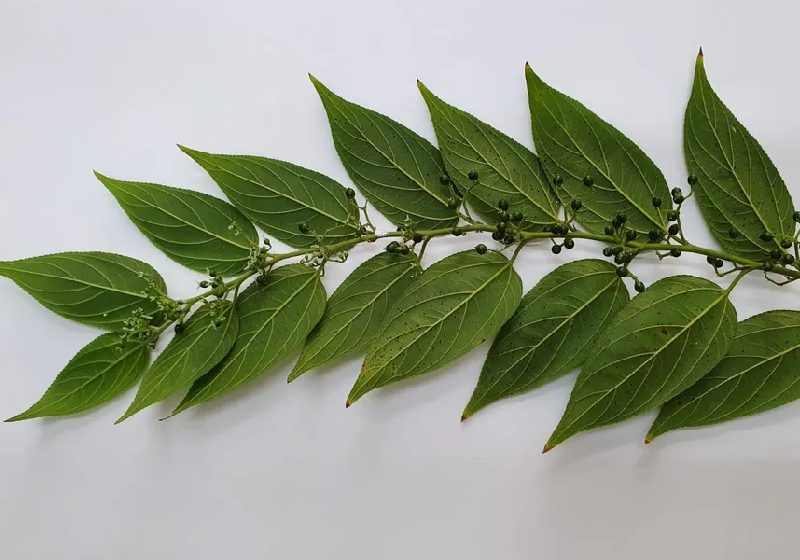 A planta nativa Trema micrantha blume produz canabidiol nas flores e frutos e pode ser plantada à vontade - Foto: Divulgação