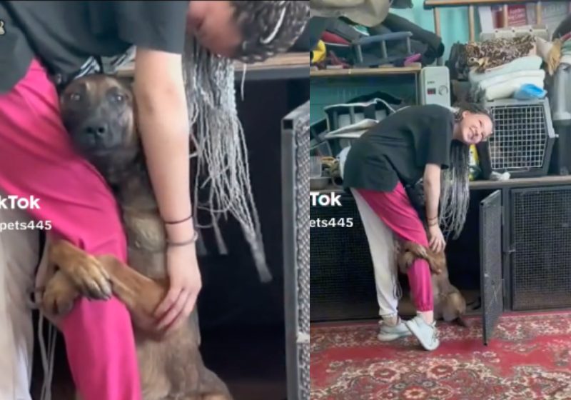 Ainda tristinho, o cão agarra a perna da nova tutora, com as duas patinhas, pedindo para ser adotado e levado logo dali - Fotos: reprodução / TikTok