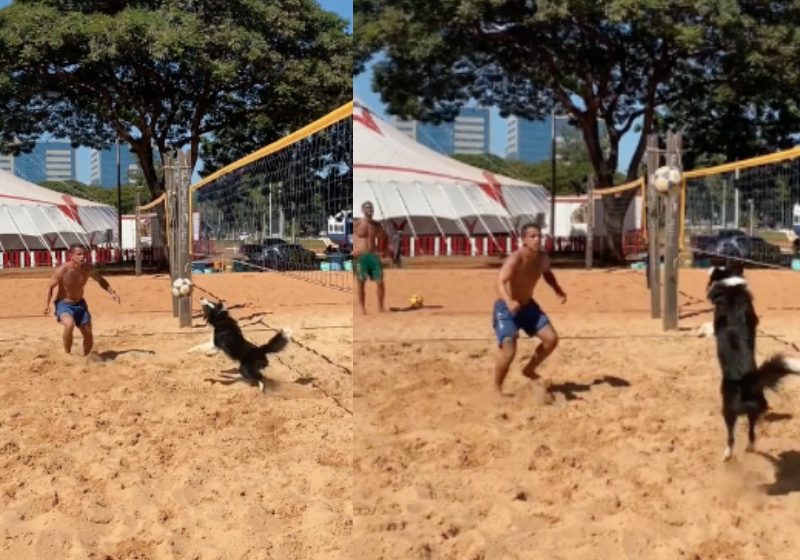 Floki é o rei da alltinha, um cão que encanta jogando com o tutor dele, o Gustavo, em Brasília - Fotos: reprodução / TikTok