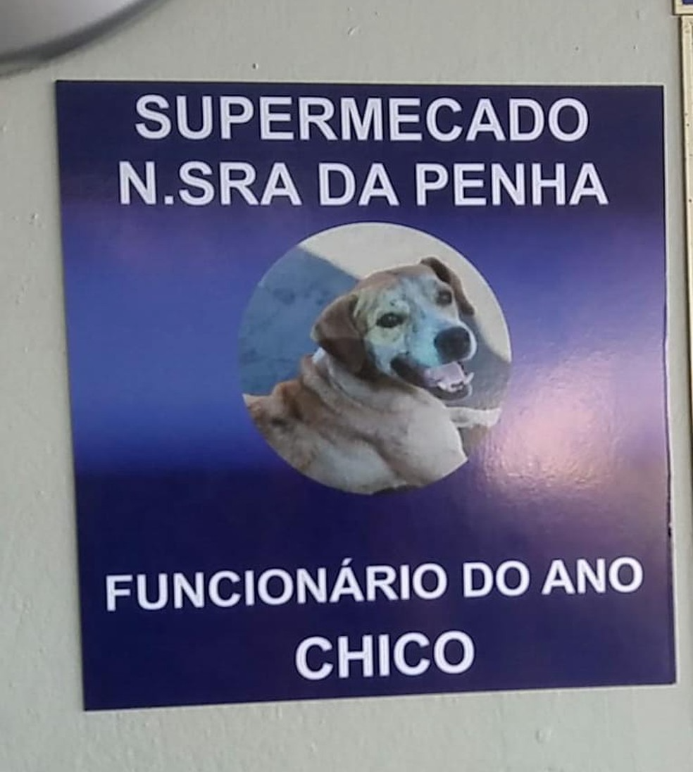 No local, o cãozinho é bastante conhecido e ganhou placa e crachá. Foto: Reprodução/Arquivo pessoal.