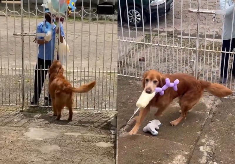 O cão espera todos os dias o vendedor de algodão doce. A amizade deles viralizou. Muito fofa! - Foto: reprodução TikTok