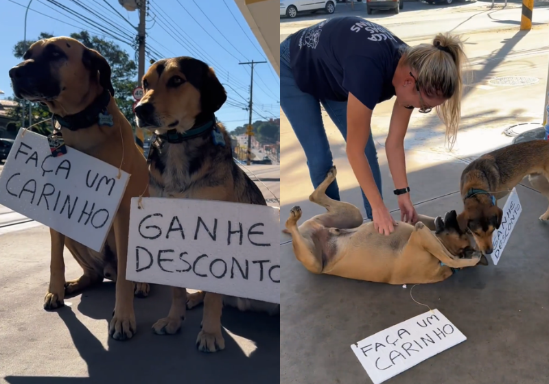 A ação dos cachorrinhos frentistas no posto de Campinas rendeu muitos comentários e foi um sucesso. Foto: Reprodução/@matueofrentista/Instagram.