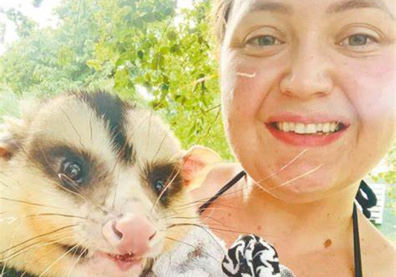 O gambá levava vida de influencer e agora está sob os cuidados da Delegacia do Meio Ambiente. - Foto: reprodução redes sociais