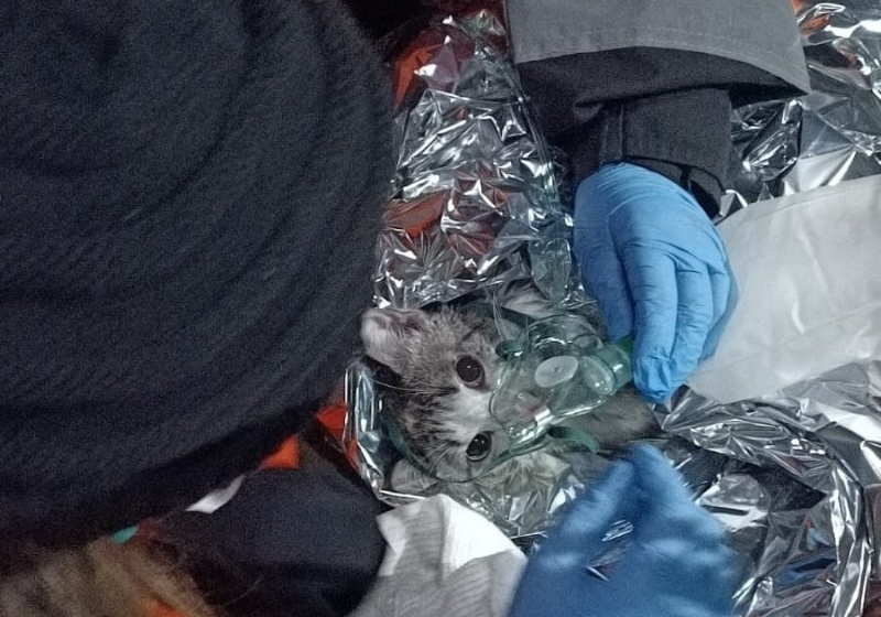 A ação rápida do Corpo de Bombeiros de São Paulo, salvou esse gatinho que precisou de máscara de gás para voltar a respirar após incêndio. - Foto: Reprodução/BombeirosPMESP.