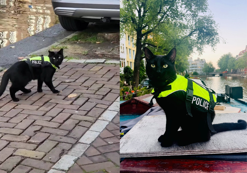 A gata policial já virou uma celebridades pelas ruas da Holanda, ela até ganhou uma roupinha característica! Foto: Reprodução/@police_cat_amsterdam/Instagram.