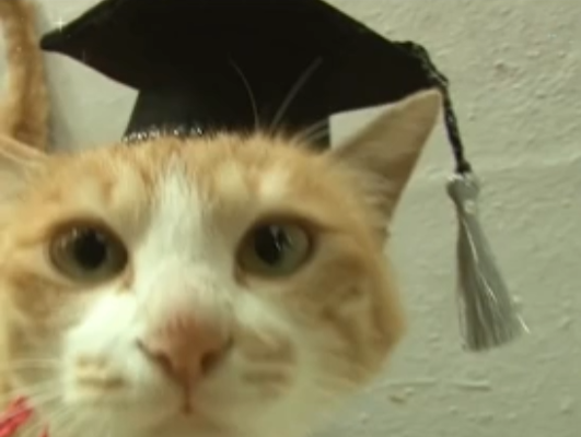 Quatro anos na universidade rendeu ao gatinho até um chapéuzinho de graduação. Coisa fofa! Foto: Reprodução/@cataleyasabe/TikTok.