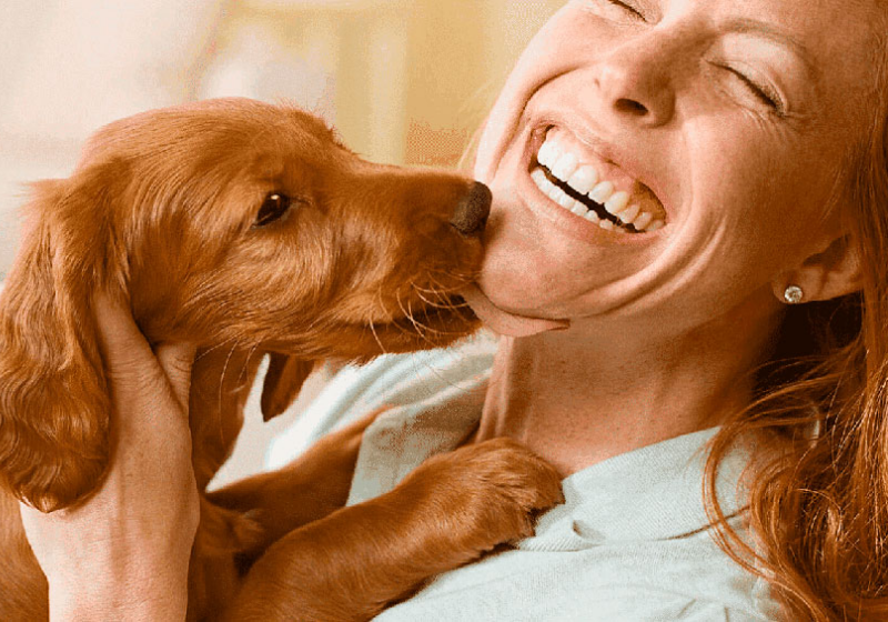 Uma pesquisa buscou entender o significado dos lambeijos dos cães. Entenda. - Foto: PIxabay