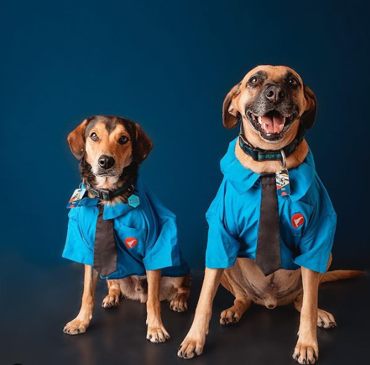 Você resistira a um carinho nesses dois? Foto: Reprodução/@matueofrentista/Instagram.