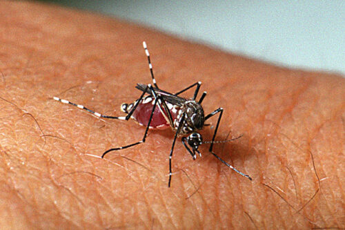 O Aedes Aegypt é o mosquito transmissor da dengue. - Foto: Gov.br