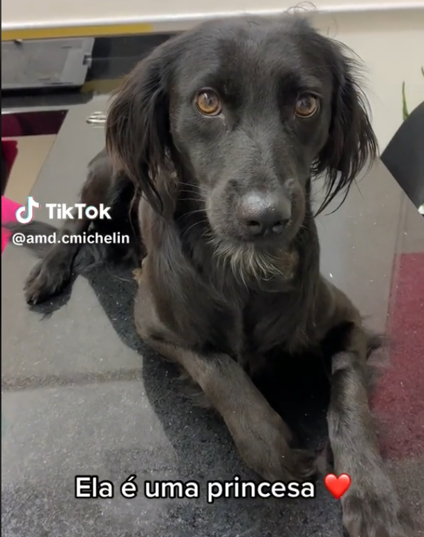 Durante a retirada dos pontos, mais um show de amor! Neguinha ficou quietinha e não representou nenhum perigo para a médica. Foto: Reprodução/@amd.cmichelin/Tik Tok.