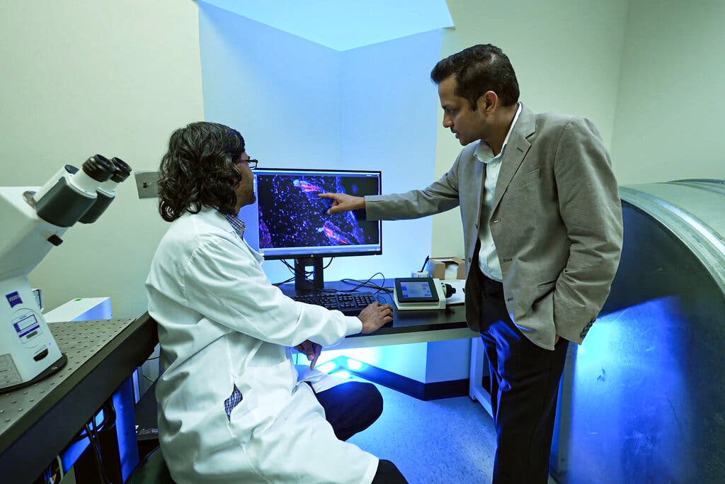 Após suplementar camundongos com taurina, Vijay e sua equipe perceberam os benefícios no corpo do animal. Foto: Reprodução/Centro Médico Irving da Universidade de Columbia.