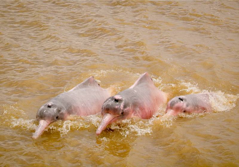 A campanha que impulsionou a lei em defesa do boto-cor-de-rosa engajou quase 80 mil pessoas - Foto: Sea Shepherd