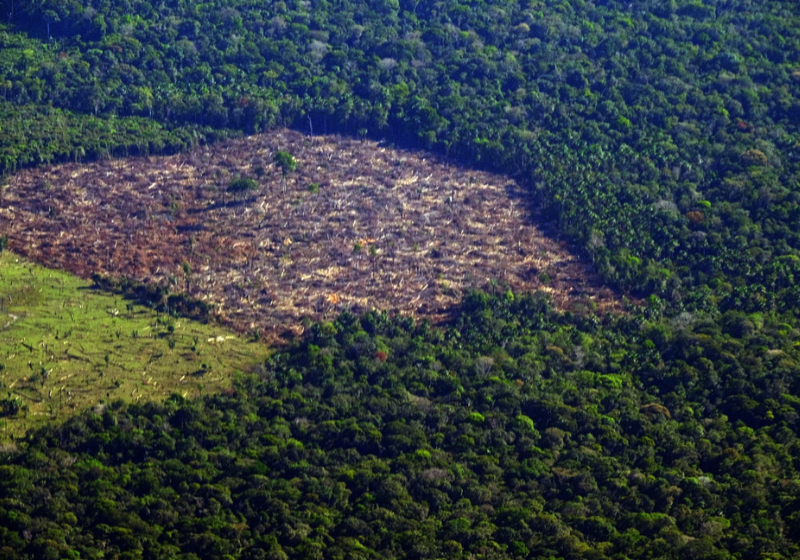 O desmatamento na Amazônia caiu quando comparado ao mesmo período do ano anterior, segundo o Inpe. - Foto: Reprodução/Alberto César Araújo (Amazônia Real).